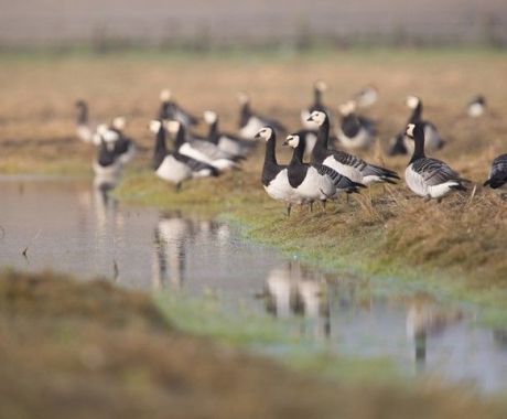 Barnacle goose