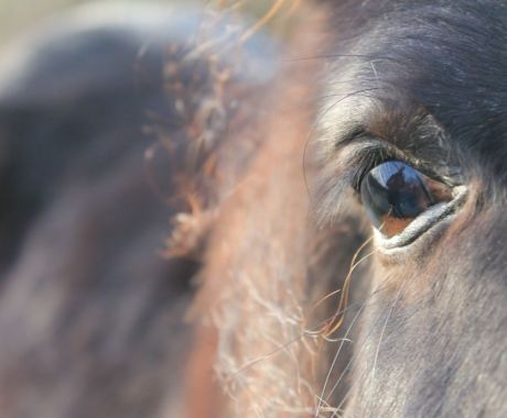 Annemarie Overgoor - Oog in oog