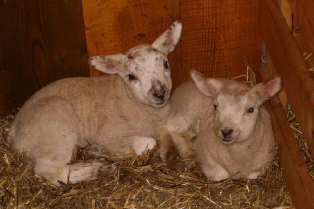 Holiday farm de Kooiplaats - groupstay