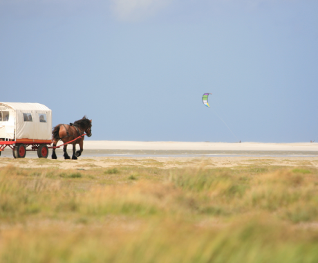 horse and carriage drive