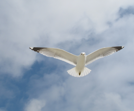 Vrij als een vogel