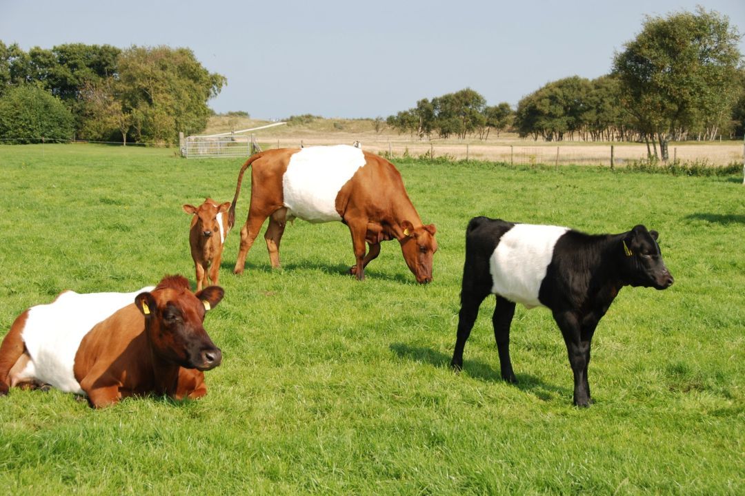 Vakantieboerderij de Kooiplaats