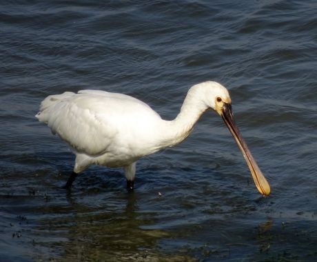 Spoonbill