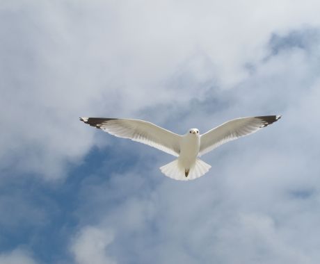 Seagull