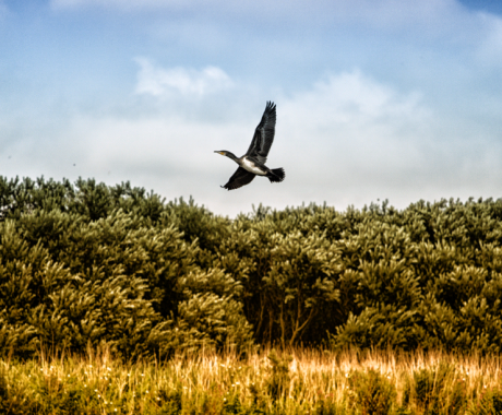 Cormorant