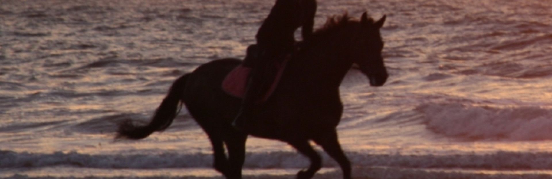 Paardrijden op Schiermonnikoog